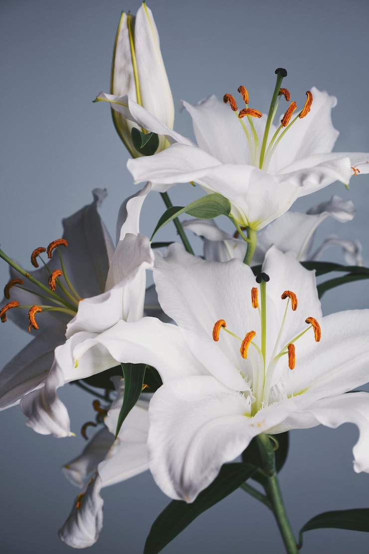 Photo 灰色の背景の白い百合花のクローズアップ