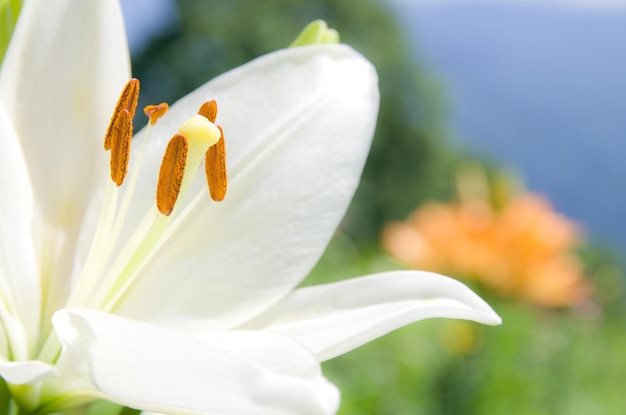 close-up of white lily growing outdoors
