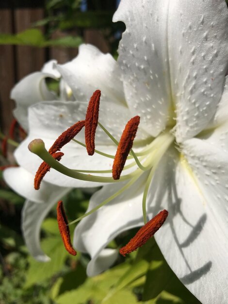 Close-up of white lily on plant