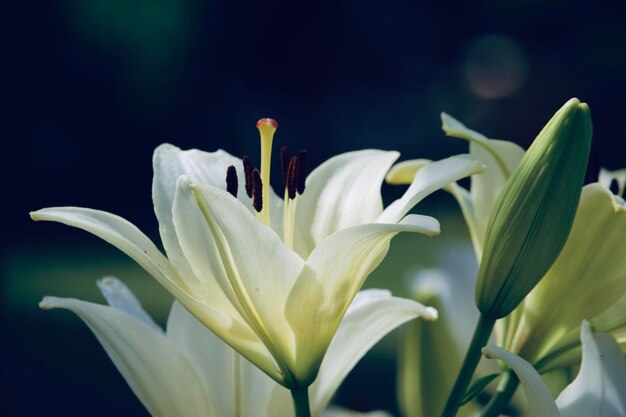 Close-up of white lily