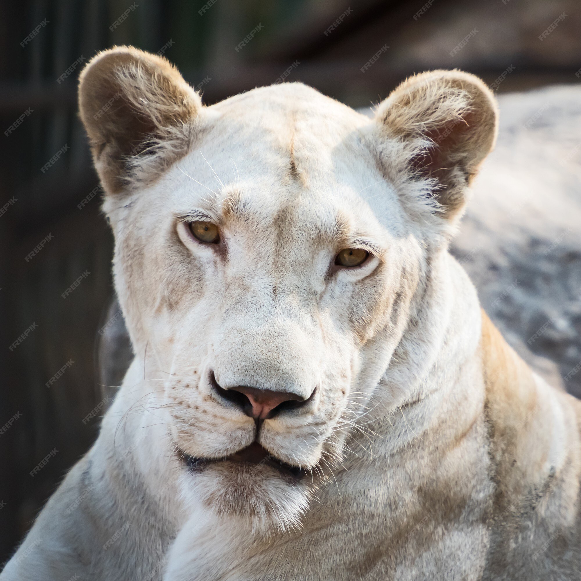 white lion face images