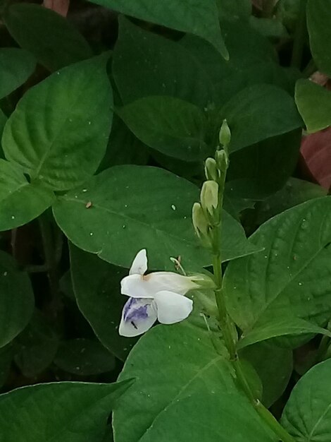 Close-up of white lotus leaves on plant