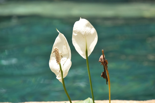 Close-up of white lotus water lily blooming in lake