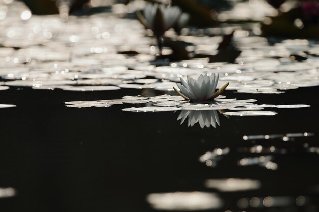 Foto prossimo piano del giglio d'acqua del loto bianco