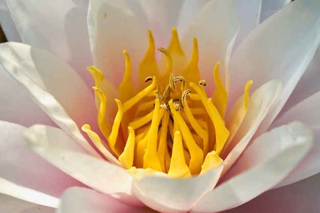 Close up of a white lotus