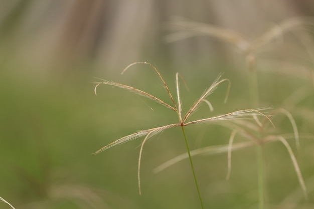 フィールドや草花に白い草花のクローズアップ