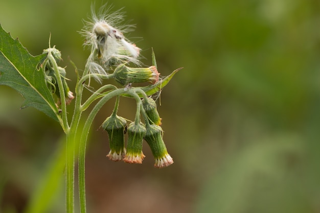 Close up of white meadow flowers in field or grass flower