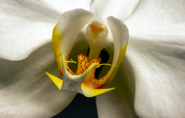 Close up of white Moth orchid Phalaenopsis amabilis commonly known as the moon orchid