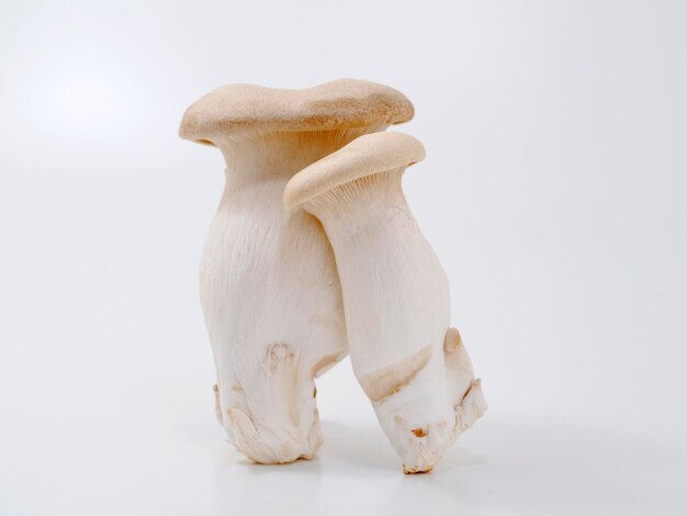 Photo close-up of white mushroom