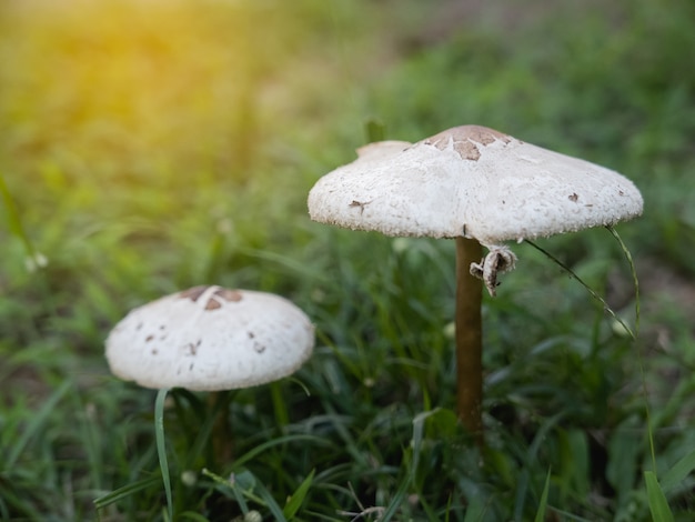 Крупным планом белые грибы на лужайке