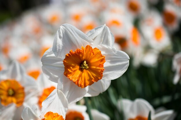 Close-up of white orange flower