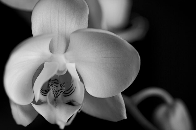 Foto close-up di un fiore bianco di orchidea su uno sfondo nero