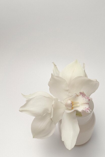 Photo close-up of white orchid flower