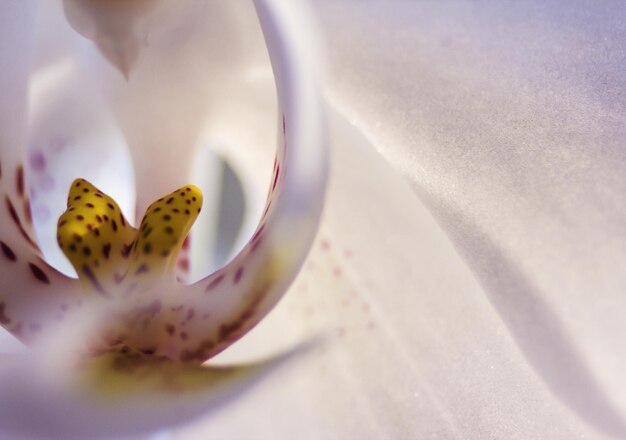 Foto prossimo piano di un'orchidea bianca