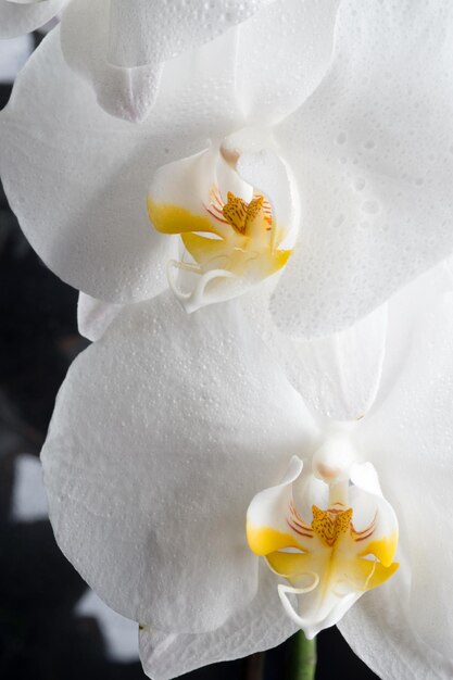 Photo close-up of white orchid