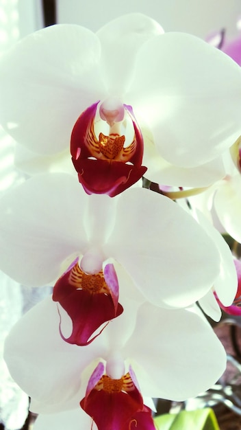 Foto prossimo piano di orchidee bianche in giardino