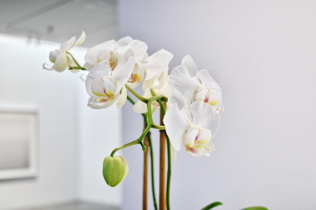 Foto prossimo piano delle orchidee bianche a casa