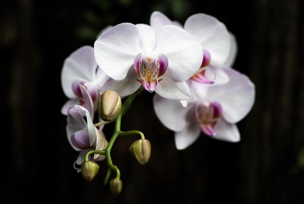 Photo close-up of white orchids