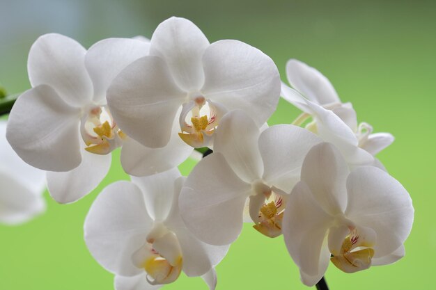 Close-up of white orchids