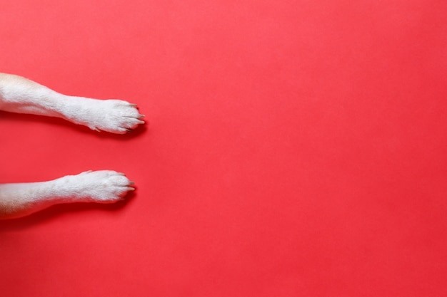 Close up of white paws of a dog, isolated on red background