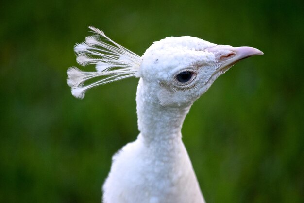 Photo close-up of white peacock