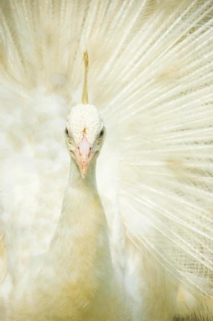 Foto prossimo piano del pavone bianco