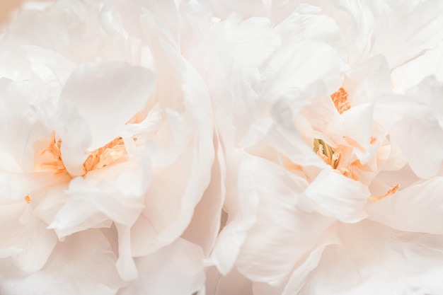 Close up white peony flower blur macro petals pastel pink color beauty in nature natural flowery