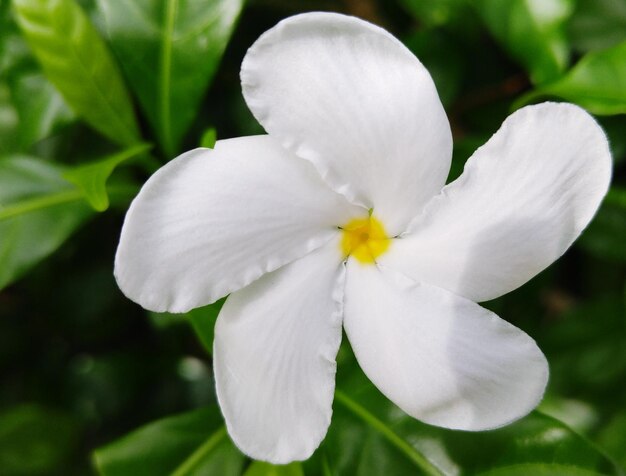 Photo close-up of white periwinkle blooming outdoors