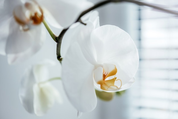 Photo close-up of a white phalaenopsis white orchid, popular home plants
