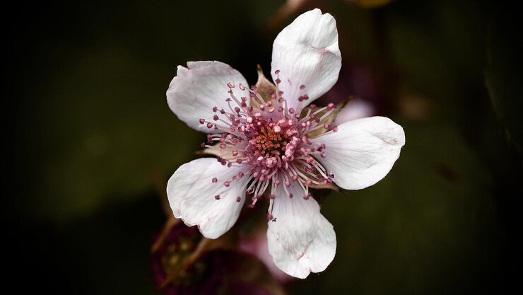 Photo close-up of white pink flower