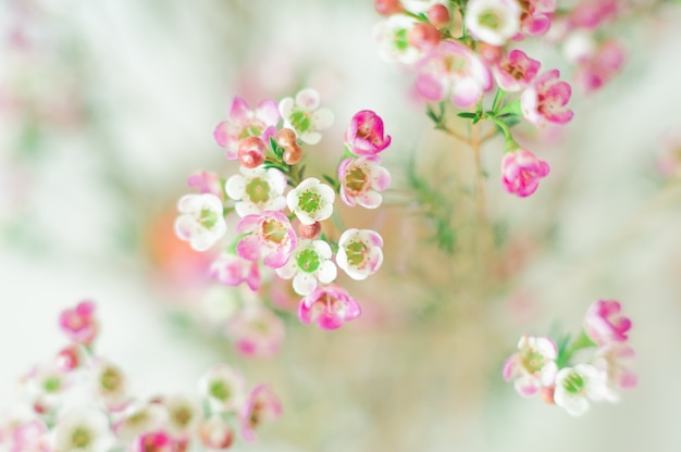 Close-up di fiori bianchi e rosa