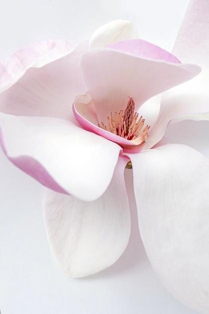 Primo piano del fiore di magnolia bianco e rosa su sfondo bianco white