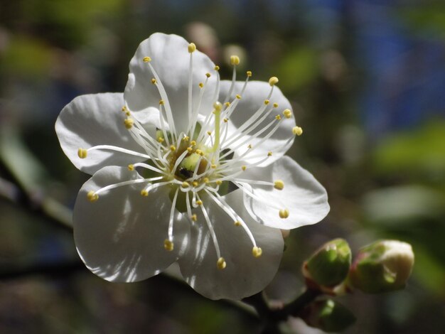 Foto prossimo piano del fiore di prugna bianca