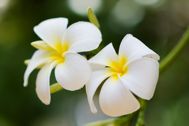 close up of  white plumeria