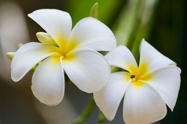 close up of  white plumeria