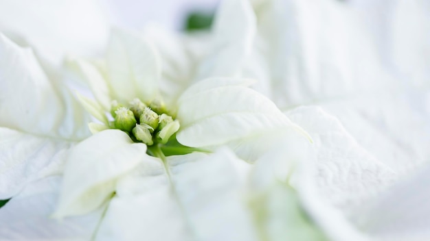 白いポインセチアの花のクローズアップ
