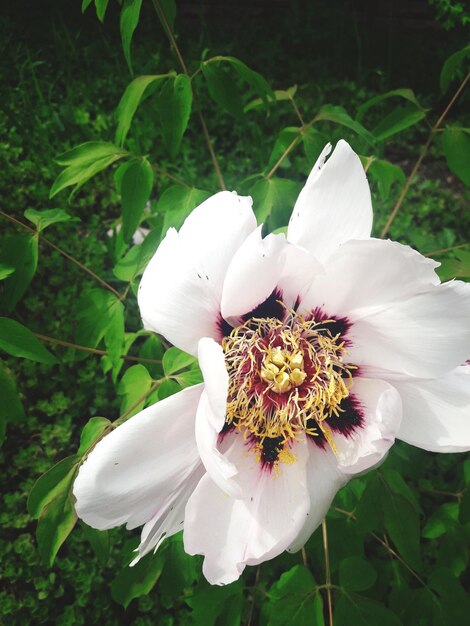 Close-up of white pollinating flower