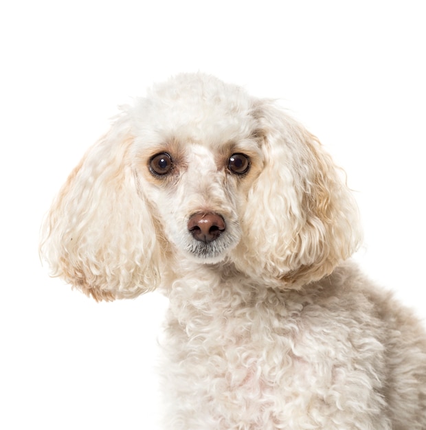 Close-up of a white Poodle Dog