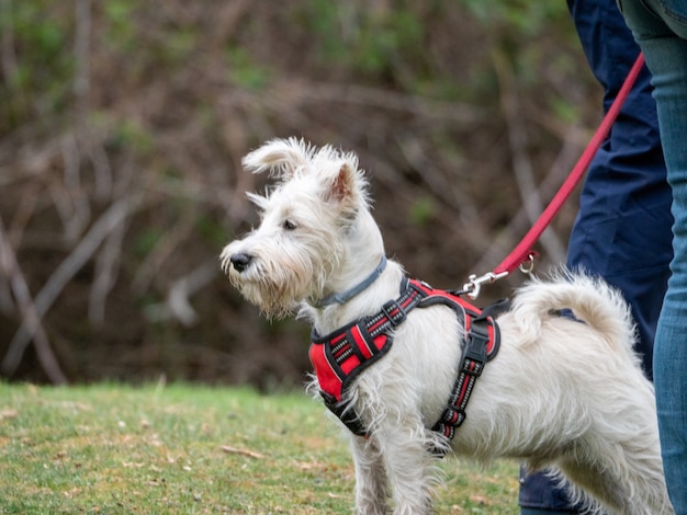 公園の左側を見ている白い子犬のクローズアップ。画像の左側を見ているハーネスとひもで立っている白い子犬。