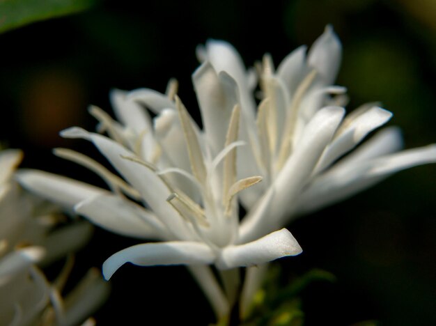 Close up white Robusta coffee flowers bloom and smell good