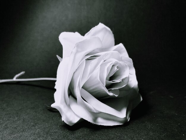 Photo close-up of white rose against black background