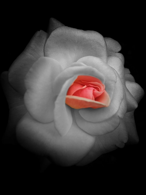 Photo close-up of white rose against black background