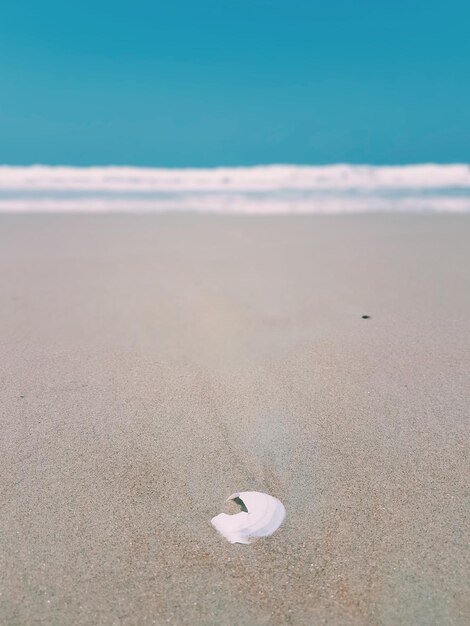 Close-up of white rose on beach