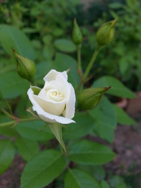 Close-up of white rose blooming outdoors