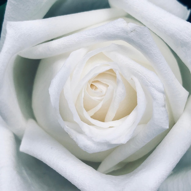 Foto close-up di una rosa bianca in fiore all'aperto