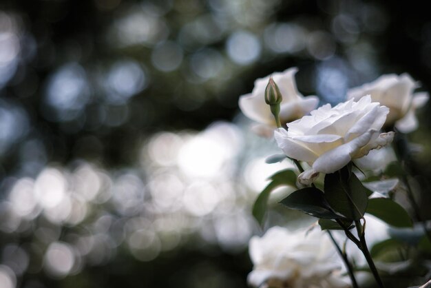 Close-up of white rose blooming outdoors