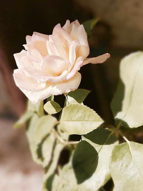 Close-up of white rose blooming outdoors