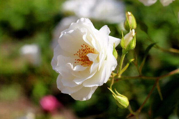 Photo close-up of white rose blooming outdoors