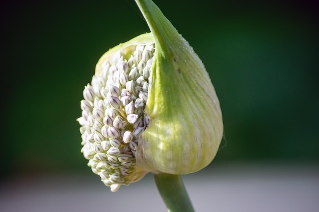白いバラの芽のクローズアップ