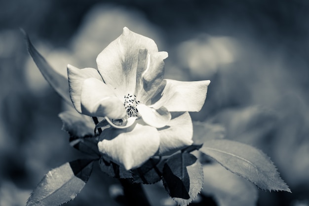 Foto primo piano di una rosa bianca in due tonalità fredde